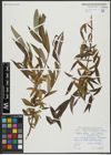 Foto von Salix alba subsp. vitellina (L.) Arcang. x Salix babylonica L.